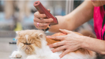 Cat hair trim