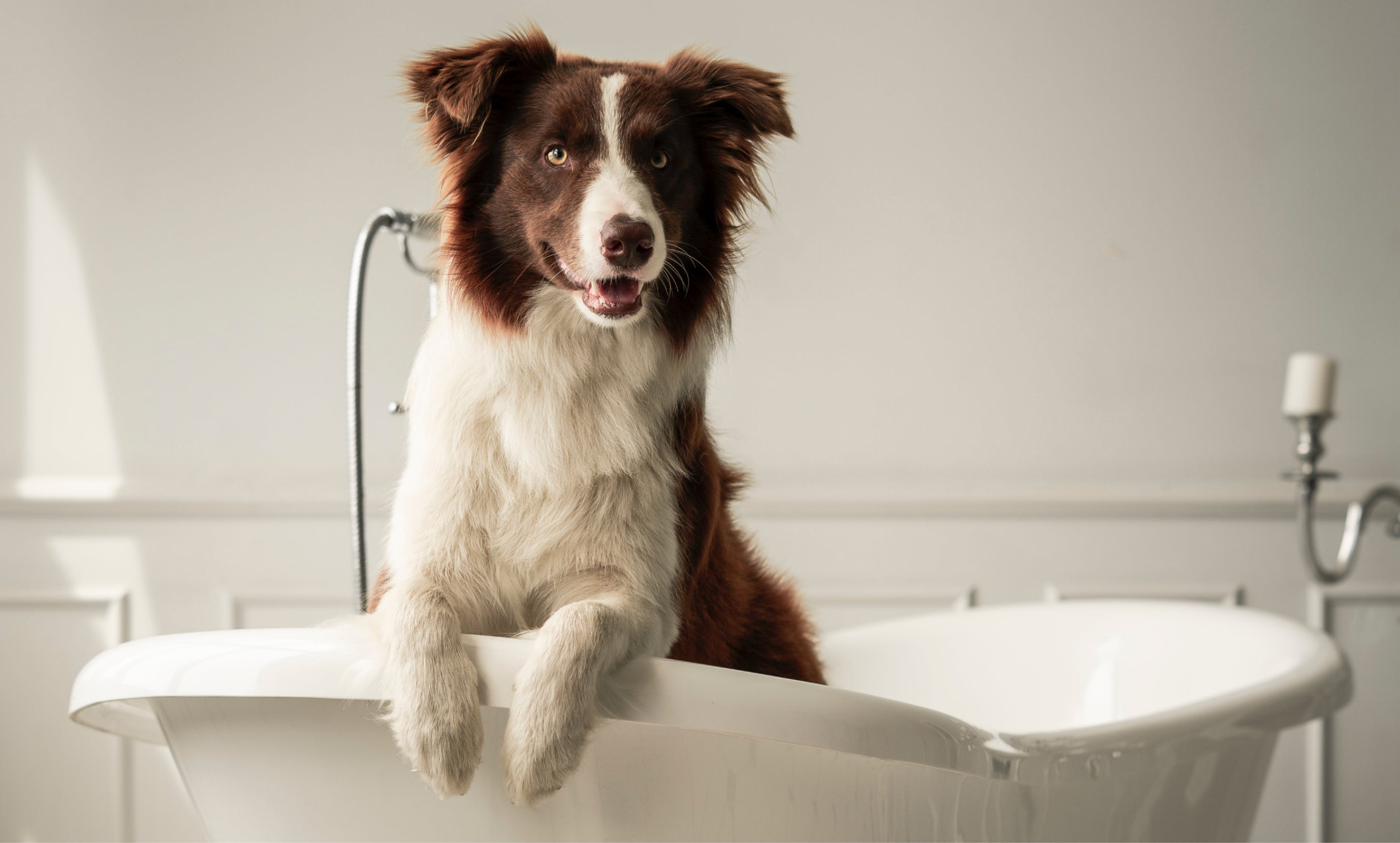 Dog in bath